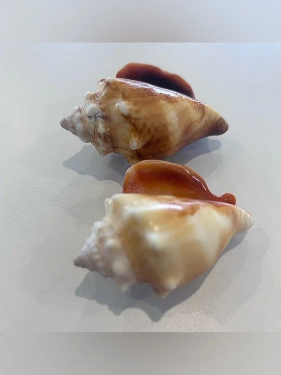 Two (2) Beautiful Shells - Picture 5 of 5